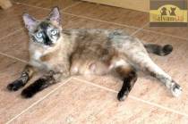 Rabito (Mamá Camada 4 gatitos)