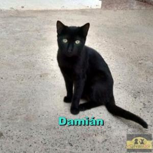 Damin (Camada gatitos sin hogar)