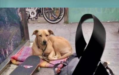 El perro muerto por disparos de un guardia urbano iba a entrar en un proyecto social