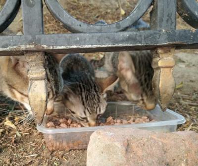 Los casi 300 gatos del madrileo parque del Retiro llevan desde el sbado sin recibir alimento