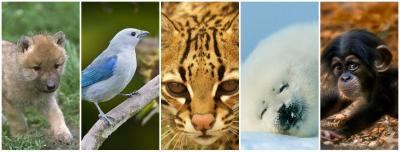 Da Mundial de los Animales: Qu puedes hacer para protegerlos?