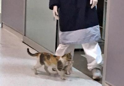 Una gata callejera lleva a su cra enferma al hospital para que la curen