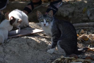 El Ayuntamiento de Murcia impulsar un Plan de Bienestar Animal y el control de gatos callejeros
