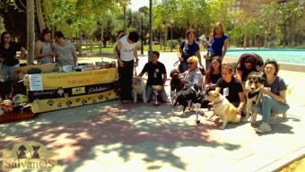 Evento Canino el domingo 29 de mayo en Murcia