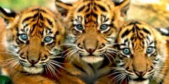 Basta de Carbn -- Salvemos a los ltimos Tigres!