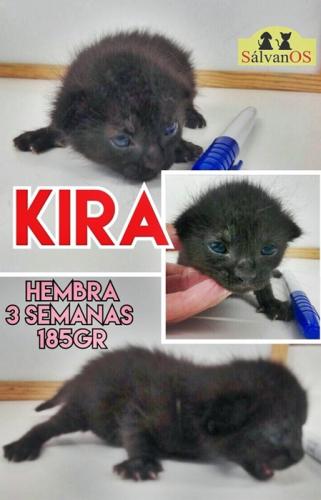  Kira (camada Katy) 