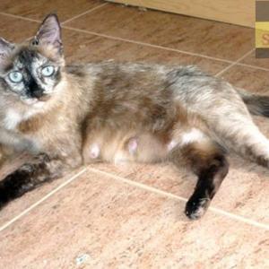 Rabito (Mam Camada 4 gatitos)