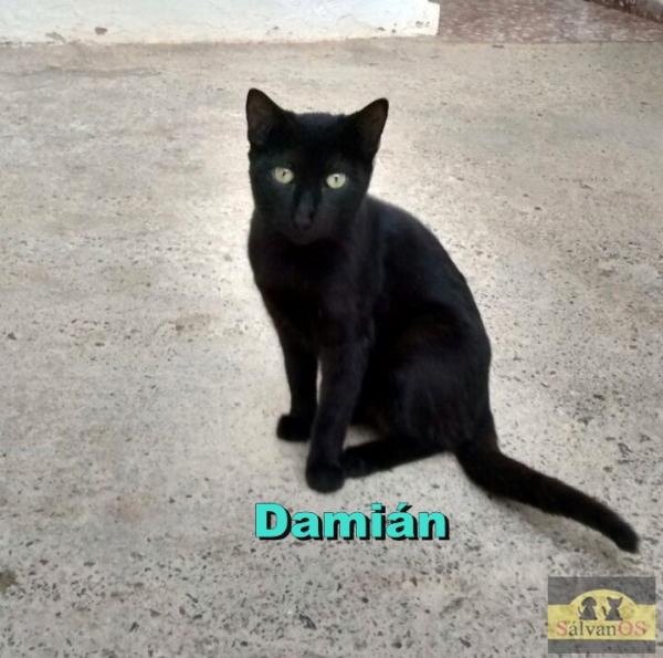 Damián (Camada gatitos sin hogar)