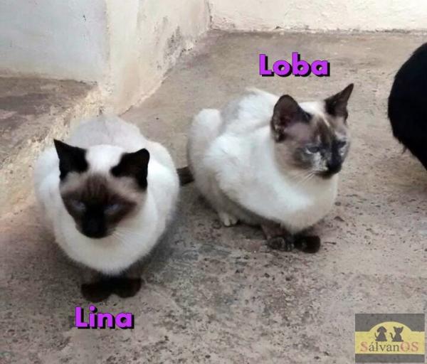 Loba (Camada gatitos sin hogar)