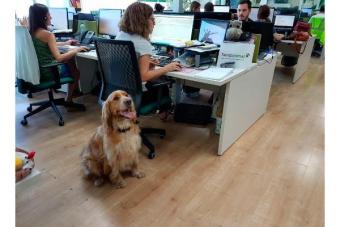  El Día Mundial de llevar al Perro al Trabajo se implanta poco a poco en España