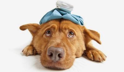 Primeros Auxilios para perros: Maniobra de Heimlich y Reanimación Cardiopulmonar