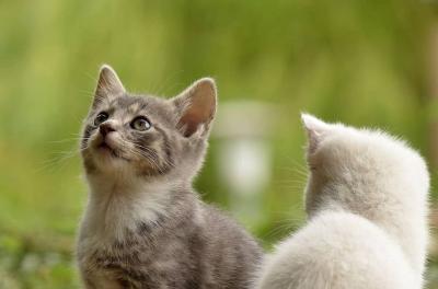 ¿Cómo proteger a las colonias felinas?