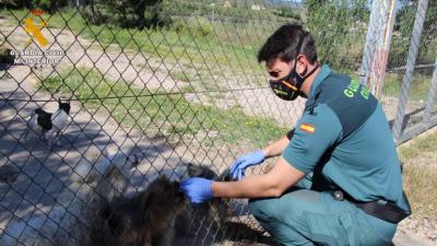 El Seprona libera en una finca de Maella a 544 perros en unas condiciones deplorables