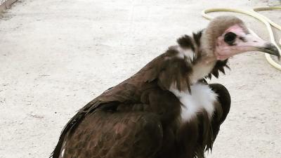 Aparece el buitre perdido durante la exhibición de aves rapaces en Terra Natura