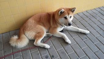 Maya, la perra que lleva cuatro días esperando a sus dueños a las puertas de un hospital alicantino